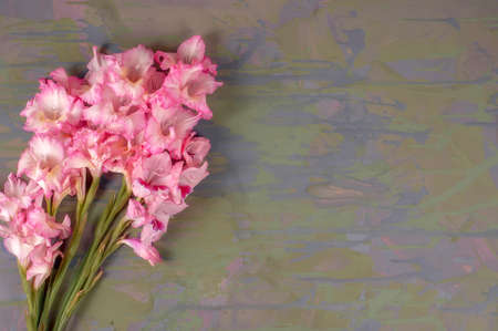 A bouquet of gladioli flowers with white pink petals on the background of a combined yellow-green table close-up, top view, like a desktop wallpaper or a greeting card.の写真素材