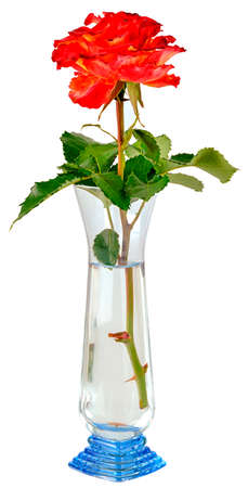 One branch of a red and yellow rose flower in a blue glass vase isolated on a white background.の写真素材