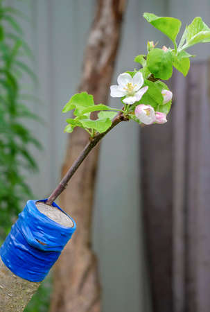 Grafting on the tree of an apple tree sprouted with buds of white and pink flowers in the orchard close-up in spring.の写真素材
