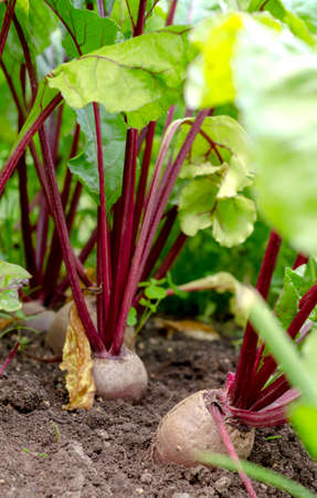 Beet root crop in the garden in the village garden close-up.の写真素材