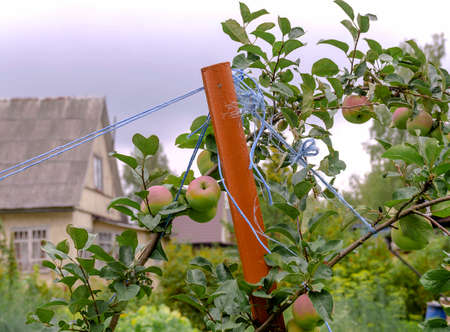 Garter support of apple tree branches with fruit stick and rope in a fruit orchard in the countryside.の写真素材