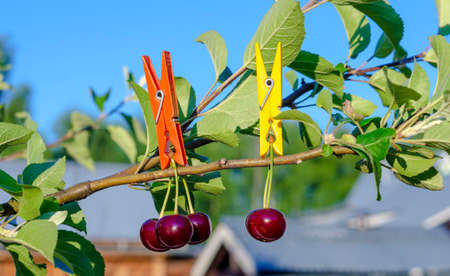 Cherry close-up attached with a plastic clothespin to a branch of an apple tree for a prank, joke,...