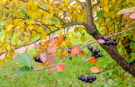 A handful of ripe berries of a black-fruited mountain ash shrub with yellow leaves in autumn on a...