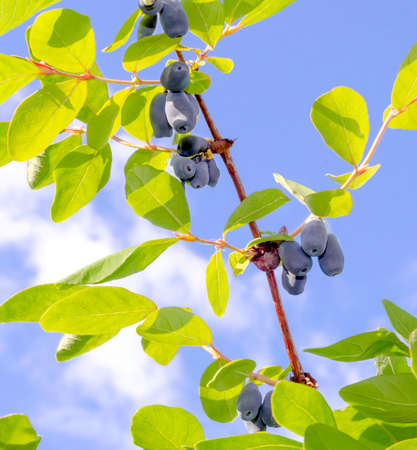 Vertical branch of a honeysuckle bush with blue large berries close-up in sunny summer weather against a blue sky background.の写真素材