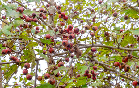 Red fruits of the hawthorn bush berries on branches with thorns and green leaves in autumn, bottom...