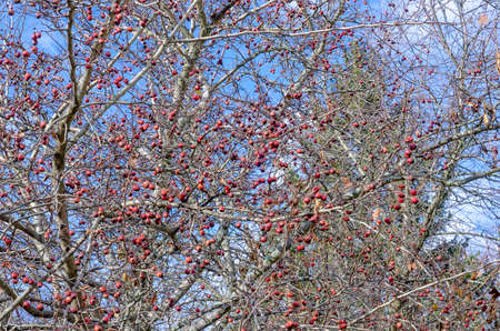 The fruits are red berries of a hawthorn tree on branches without leaves in late autumn against a...