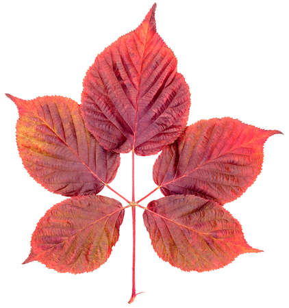 One leaf of a raspberry bush in autumn is red brown yellow in close-up isolated on a white...