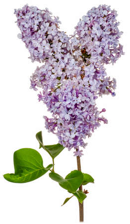 Lilac branch with purple bud flowers isolated on a white background close-up.の写真素材