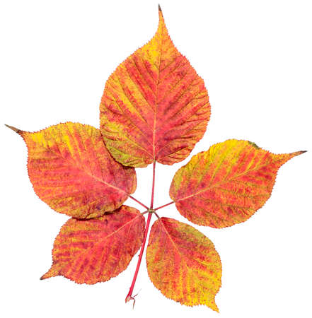 The leaf of a blackberry bush in autumn is red brown yellow in close-up isolated on a white background.の写真素材