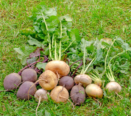 A variety of root vegetables, turnips, beets are located on the green grass in the countryside close-up.の写真素材