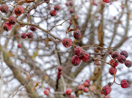 Dried fruits of the red berries of the hawthorn tree on branches without leaves close-up in late...