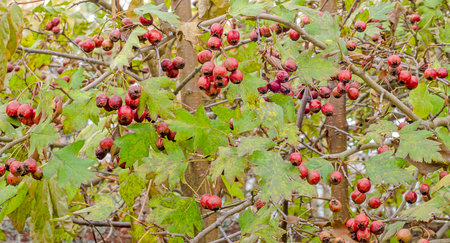 Red fruits of the hawthorn bush berries on branches with green leaves in autumn.の写真素材