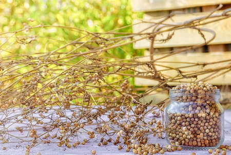 Dried coriander seasoning seeds unassembled on the stems and collected in a glass jar stand on a...
