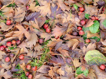 Red hawthorn berries lie on the ground on green grass with fallen leaves of a tree in autumn in rainy weather.の写真素材
