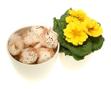 Easter colored eggs and yellow flowers on white background の写真素材