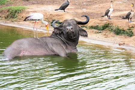 African buffalo taking a bath - South Africa の写真素材
