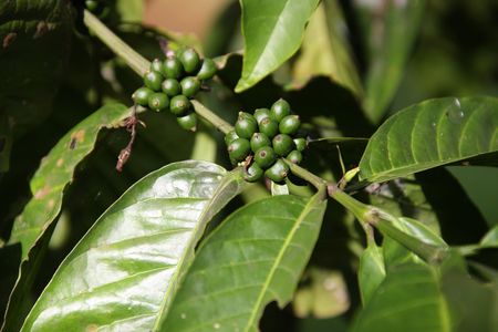 Coffee Beans on the Branch close upの写真素材