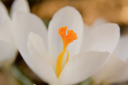 a close-up of white spring crocusの写真素材