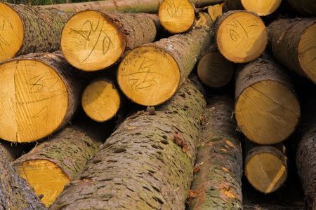 stacked timber logs ready for processing