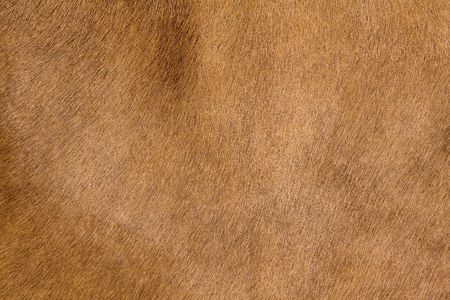 a horse fur close upの写真素材