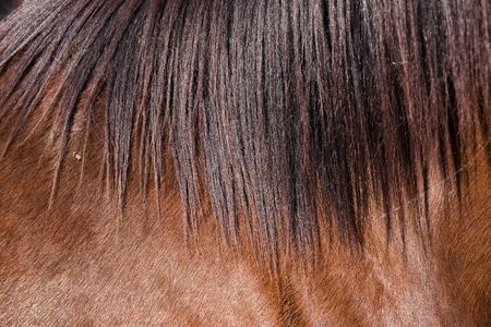 hose grazing on a meadowの写真素材