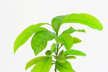 orange tree in a flowerpotの写真素材