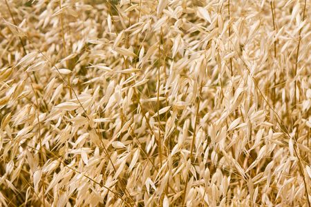 ripen wheat right before harvestの写真素材