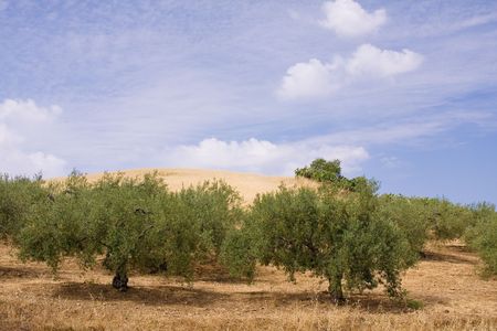aged olive trees in sicilyの写真素材