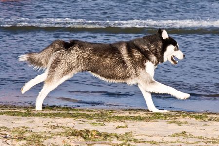 husky running on the beachの写真素材