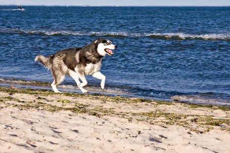 husky running on the beachの写真素材