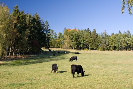 beautiful autumn landscape with grazing cowsの写真素材