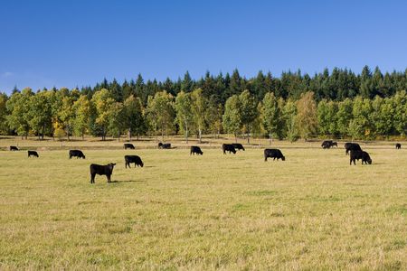 beautiful autumn landscape with grazing cowsの写真素材