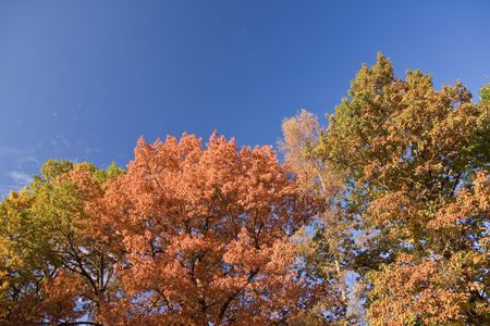 colorful autumn scenery in the park