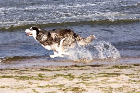 husky running on the beachの写真素材
