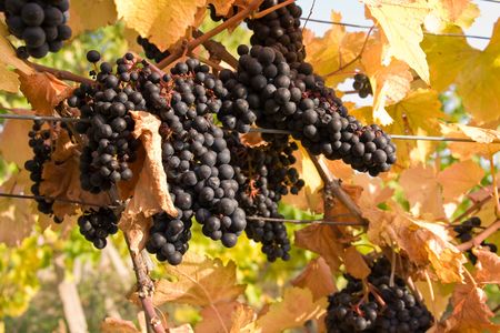 bunch of ripe grapes on grapevine right before harvestの写真素材
