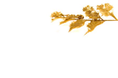 a branch of golden holly on white backgroundの写真素材