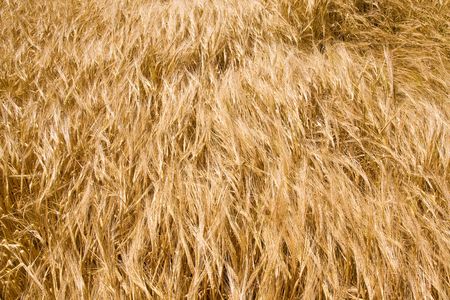 golden ripe wheat right before harvestの写真素材