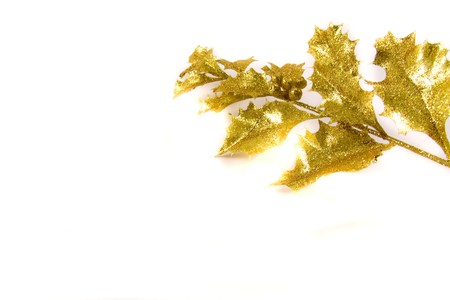 a branch of golden holly on white backgroundの写真素材