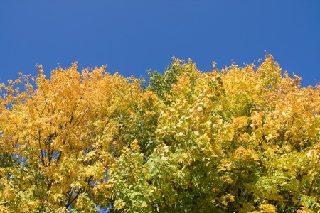 colorful autumn scenery in the park