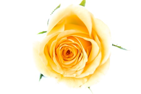 a close-up of orange rose petalsの写真素材