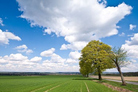 farmland landscape in the springtime