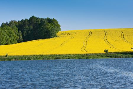 rape field in the springtimeの写真素材