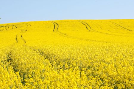 rape field in the springtimeの写真素材