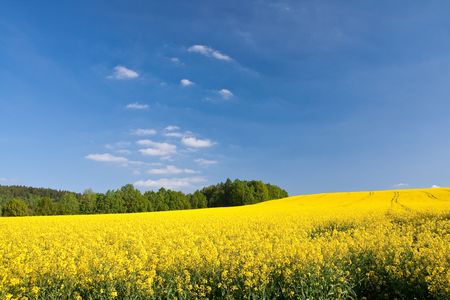 rape field in the springtimeの写真素材