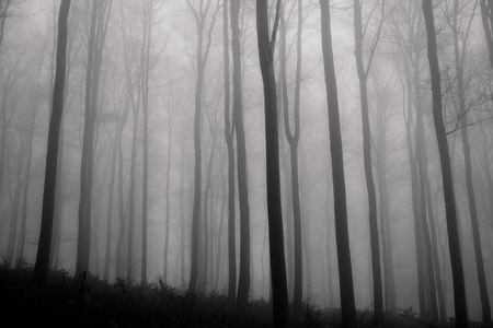 misty forest at dawn in the autumnの写真素材