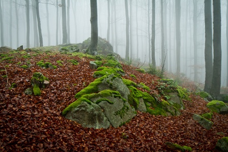 misty forest at dawn in the autumnの写真素材