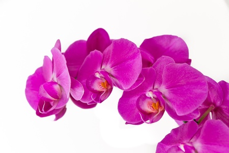 pink orchid (phalaenopsis) isolatedの写真素材