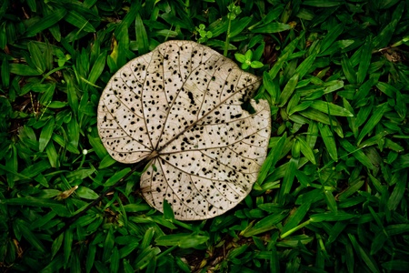 big old leaf lying on green grassの写真素材