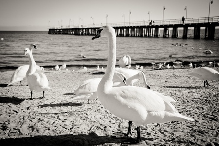 swans at wooden pier, Sopot, Polandの写真素材