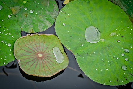 leaves of water lilyの写真素材